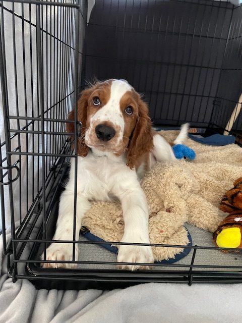 de privé puppycursus is afgestemd op individuele behoeftes